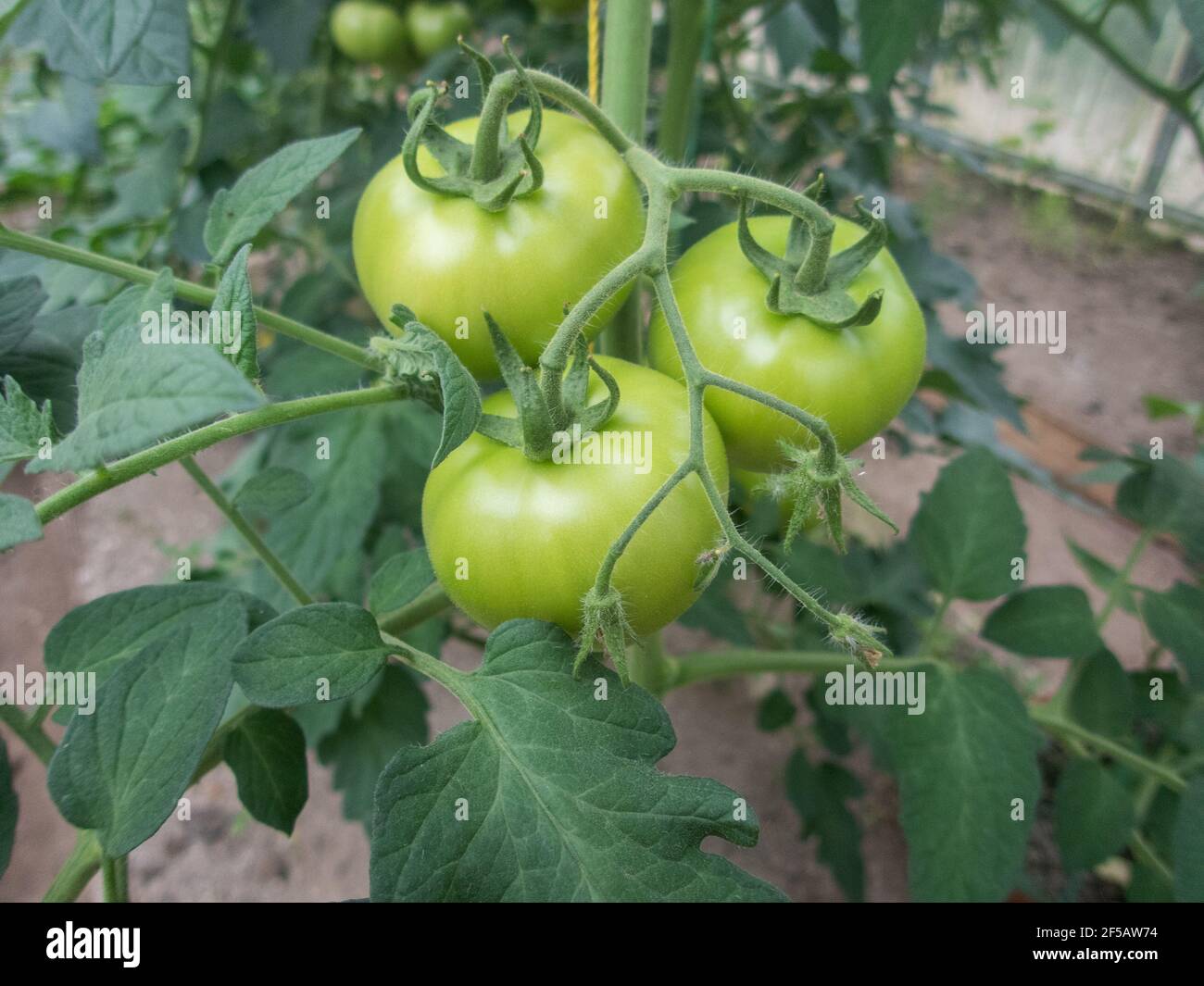 Mazzetto di grossi pomodori verdi su una boccola, crescente pomodoro selezionato in una serra Foto Stock