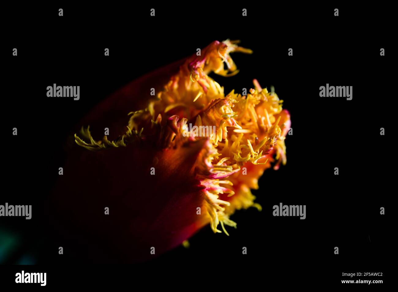 Incredibile tulipano 'pappagallo flaming', carta da parati floreale Foto Stock