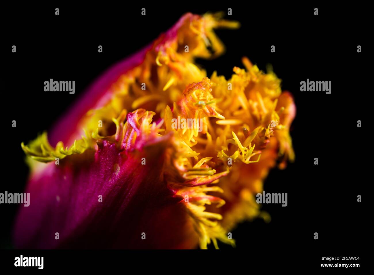 Incredibile tulipano 'pappagallo flaming', carta da parati floreale Foto Stock