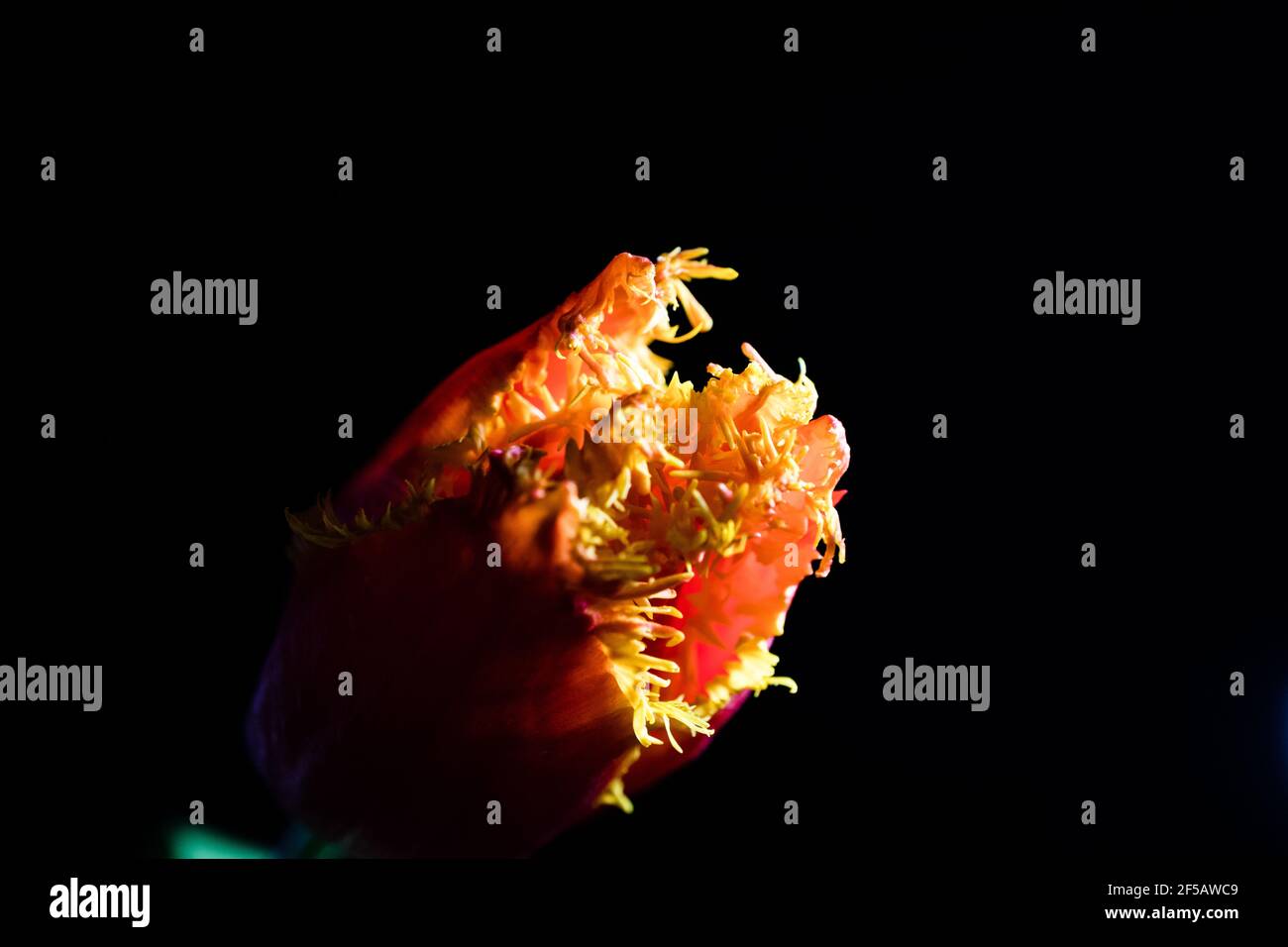 Incredibile tulipano 'pappagallo flaming', carta da parati floreale Foto Stock