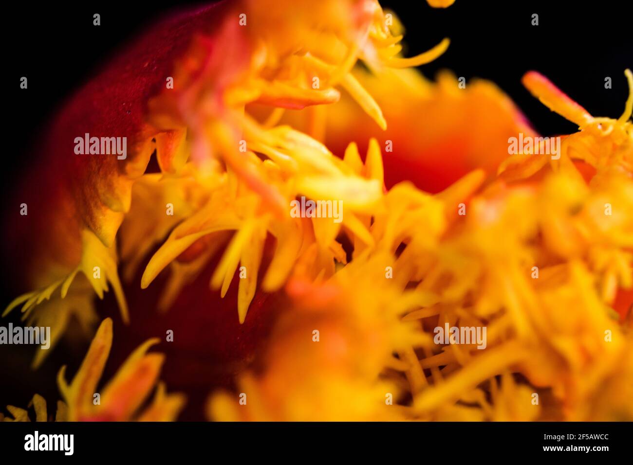 Incredibile tulipano 'pappagallo flaming', carta da parati floreale Foto Stock