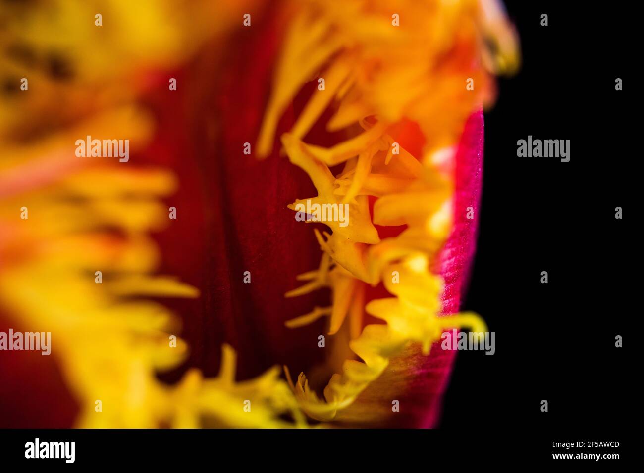Incredibile tulipano 'pappagallo flaming', carta da parati floreale Foto Stock