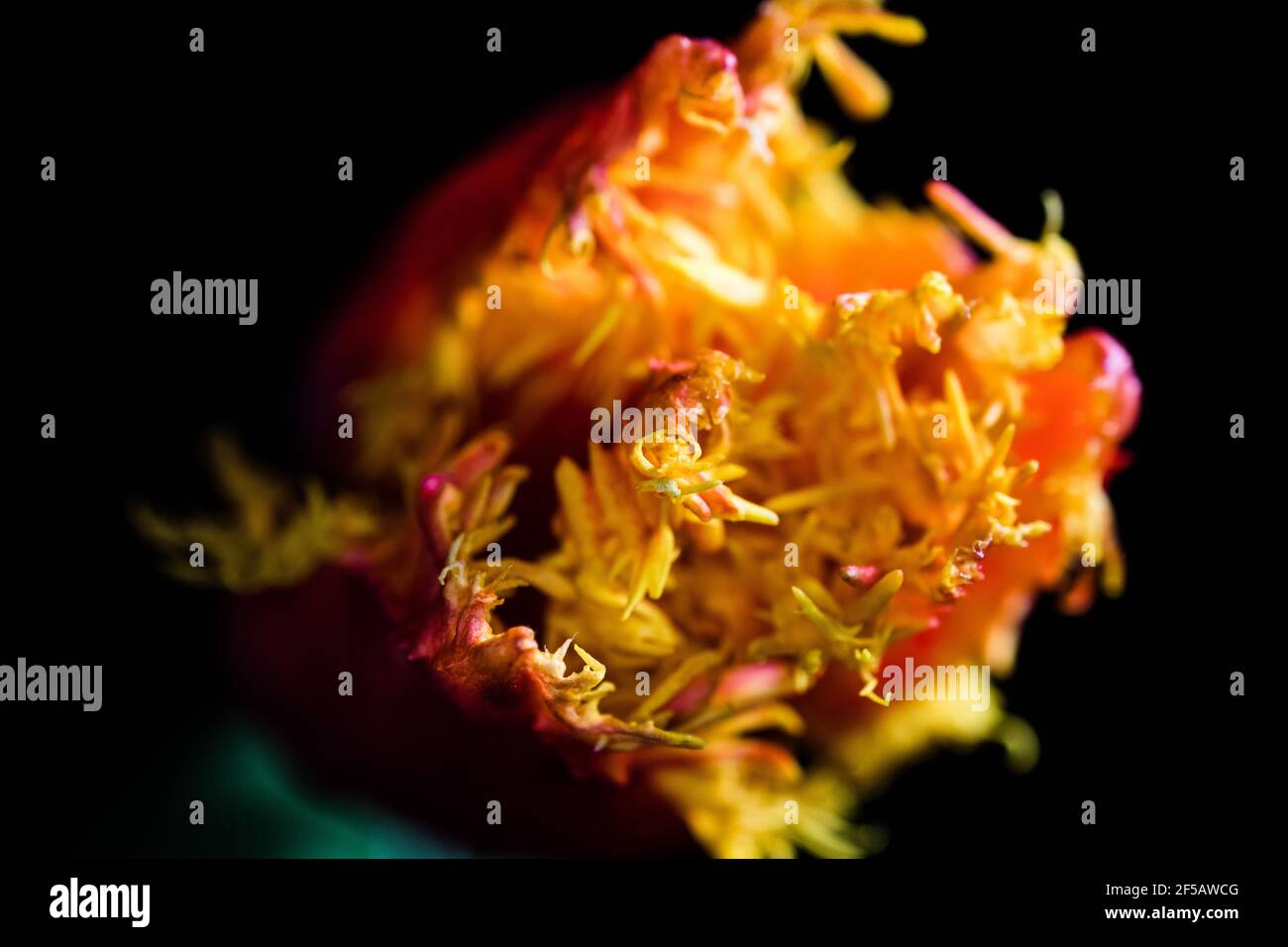 Incredibile tulipano 'pappagallo flaming', carta da parati floreale Foto Stock
