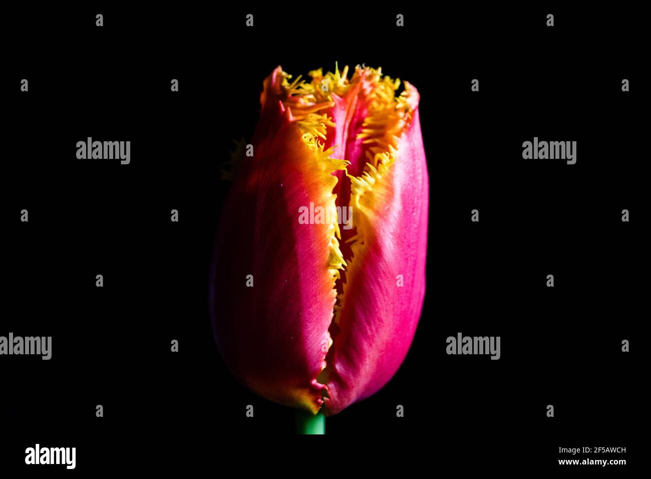 Incredibile tulipano 'pappagallo flaming', carta da parati floreale Foto Stock
