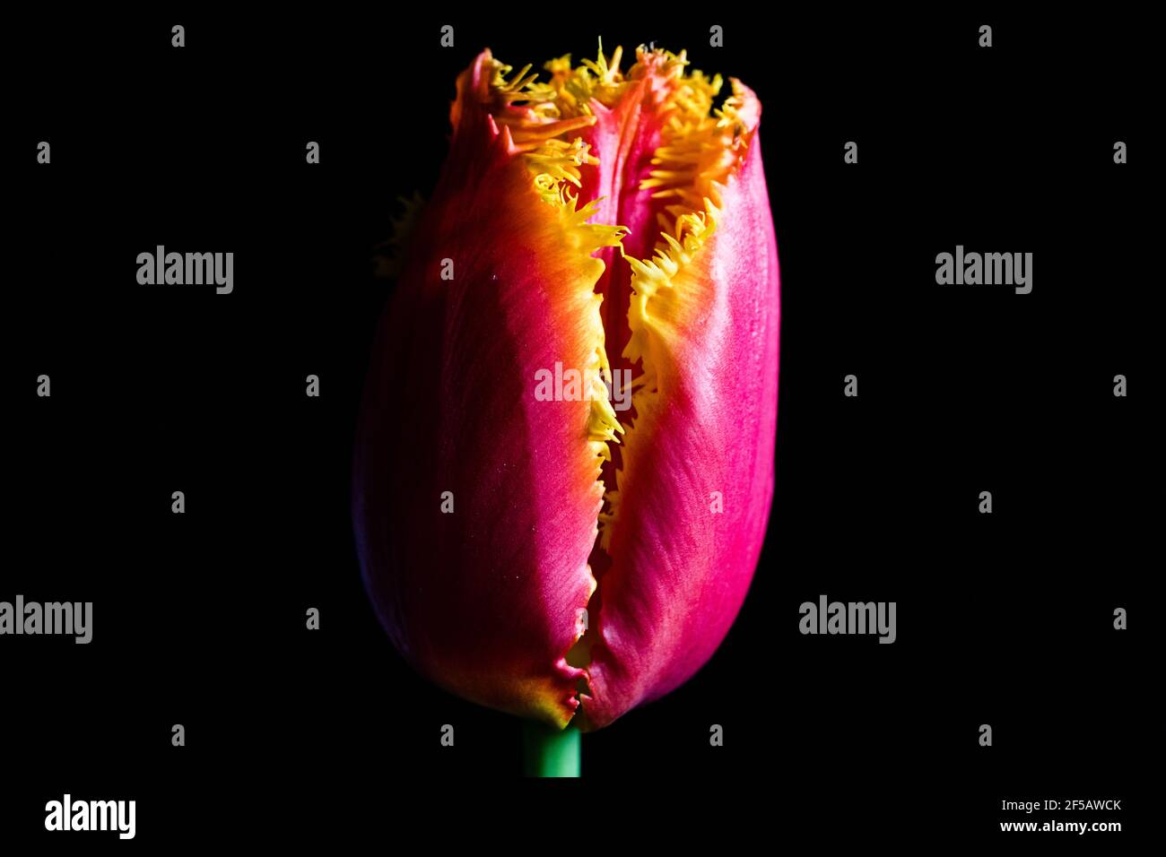 Incredibile tulipano 'pappagallo flaming', carta da parati floreale Foto Stock