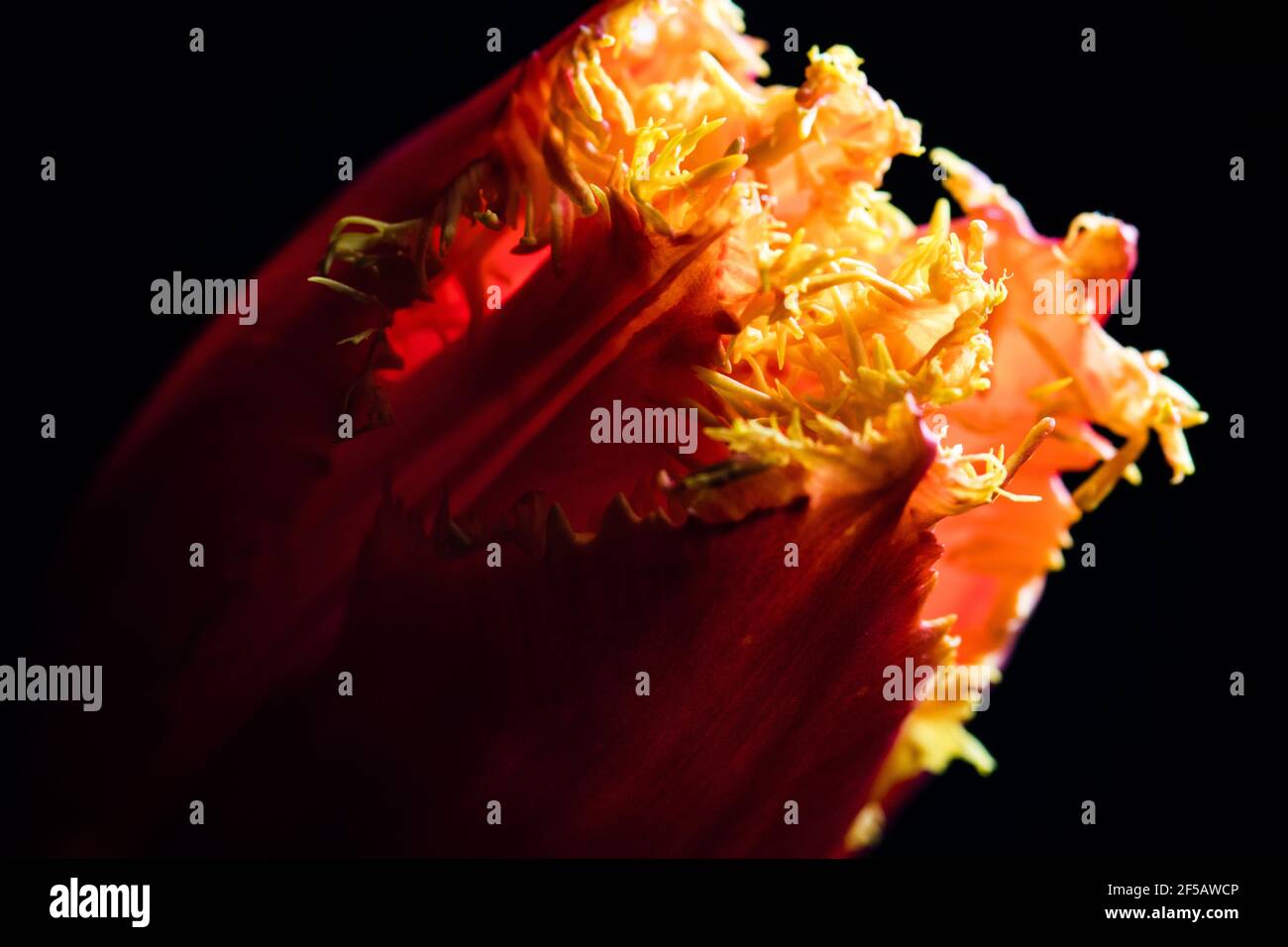 Incredibile tulipano 'pappagallo flaming', carta da parati floreale Foto Stock