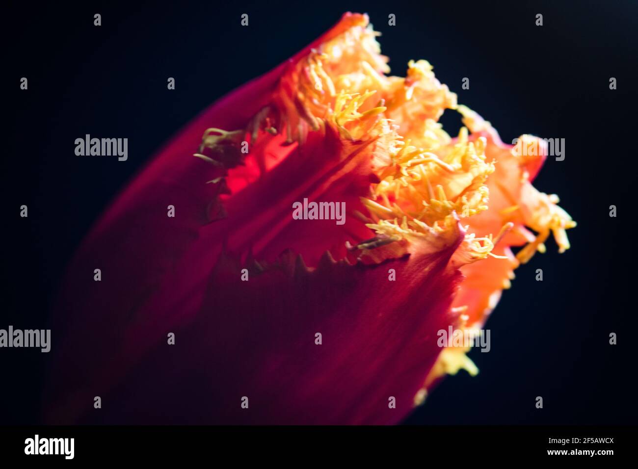 Incredibile tulipano 'pappagallo flaming', carta da parati floreale Foto Stock