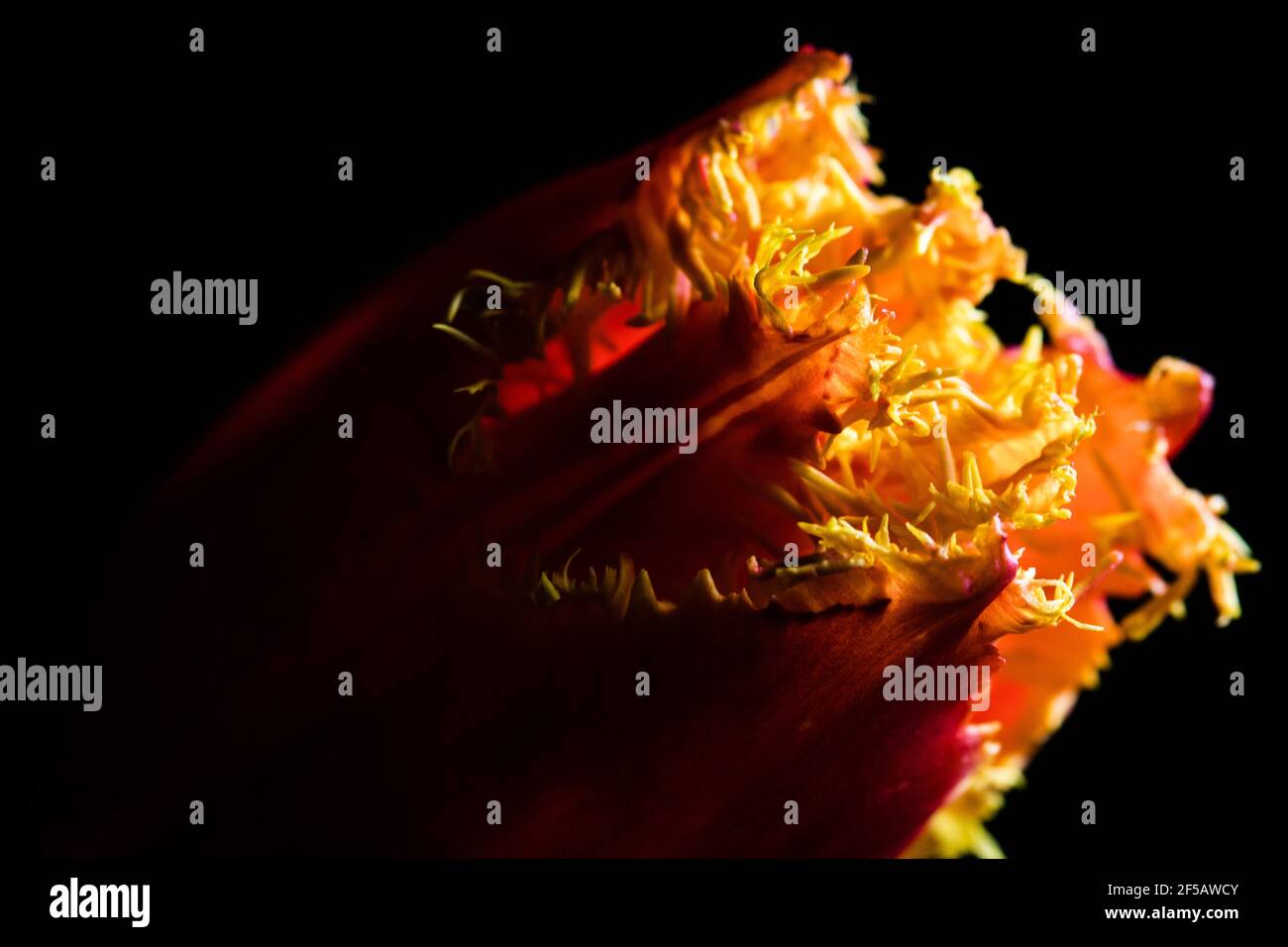 Incredibile tulipano 'pappagallo flaming', carta da parati floreale Foto Stock