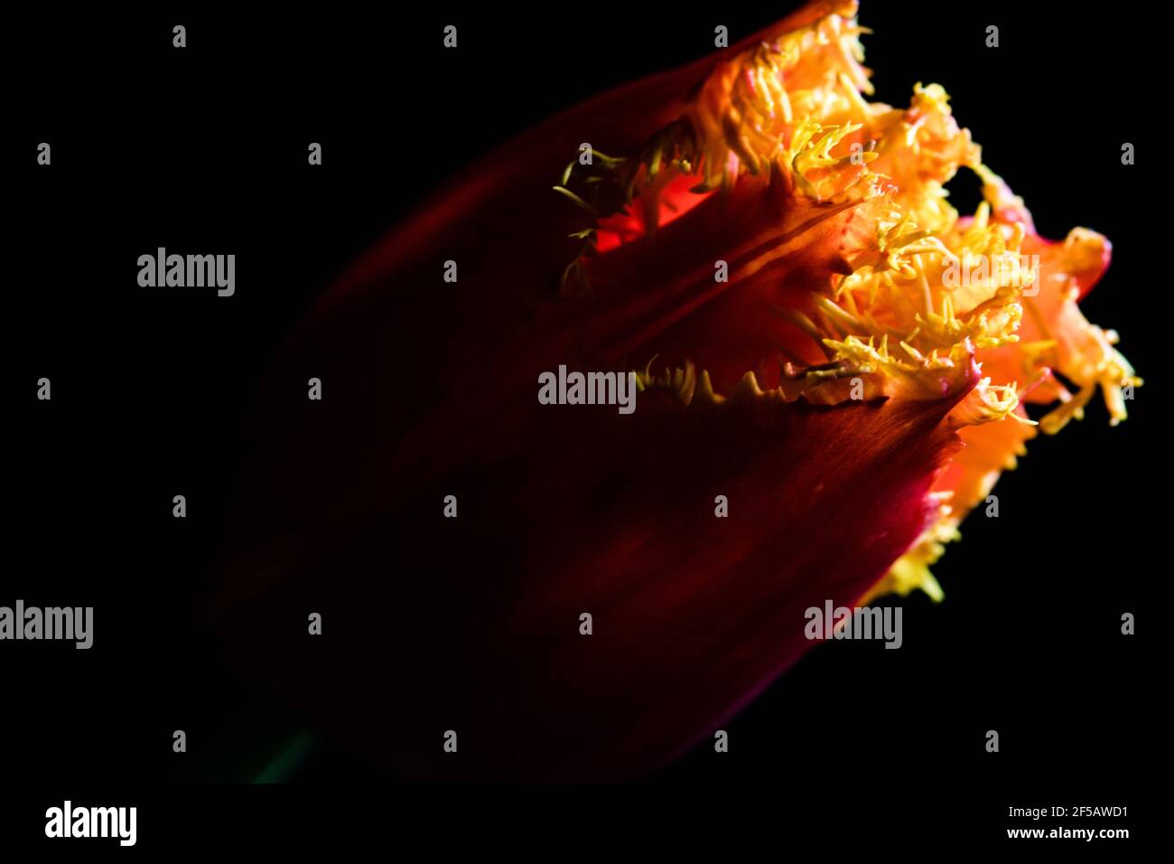 Incredibile tulipano 'pappagallo flaming', carta da parati floreale Foto Stock