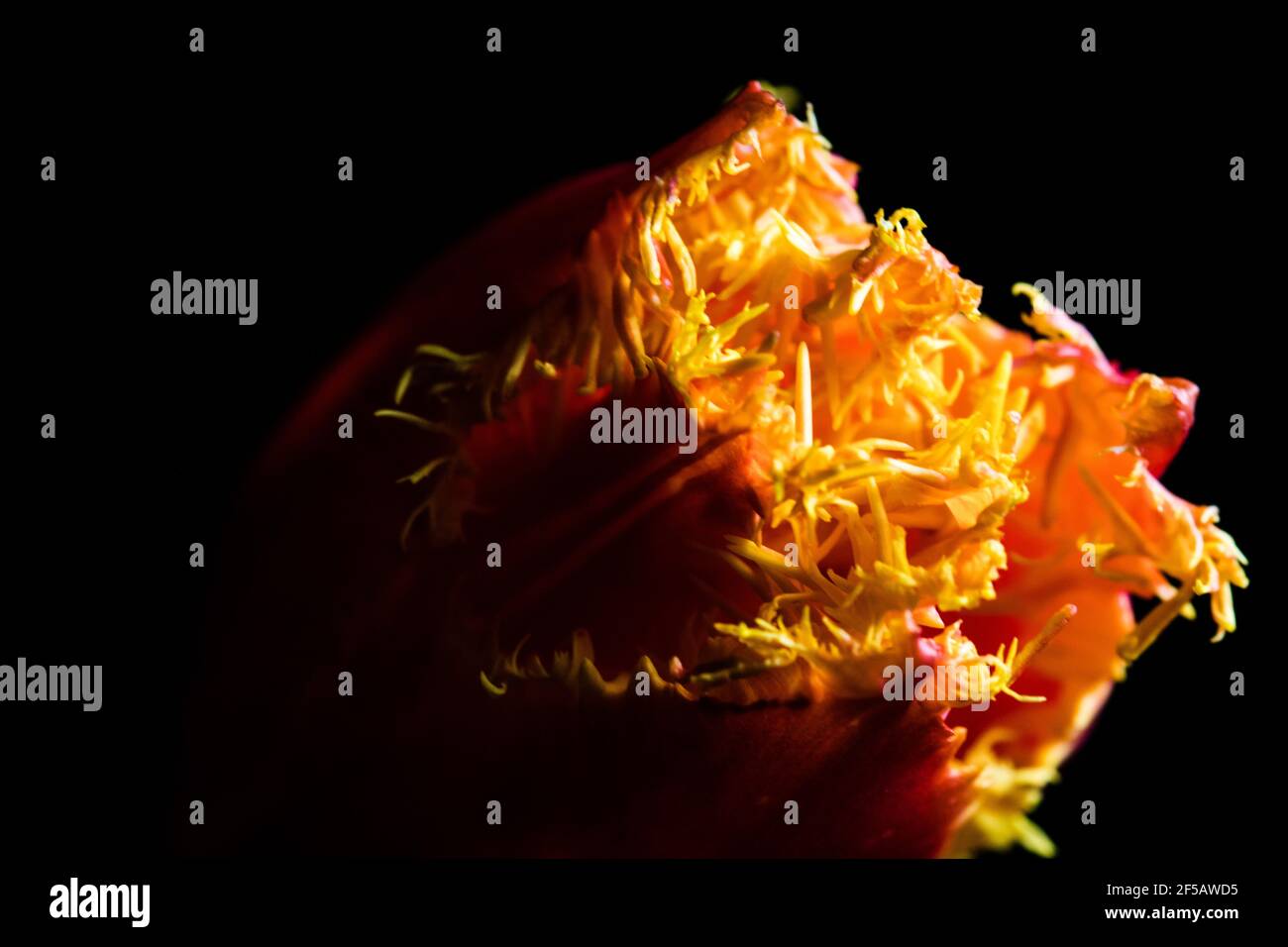 Incredibile tulipano 'pappagallo flaming', carta da parati floreale Foto Stock