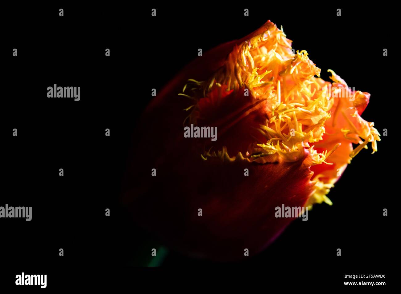 Incredibile tulipano 'pappagallo flaming', carta da parati floreale Foto Stock