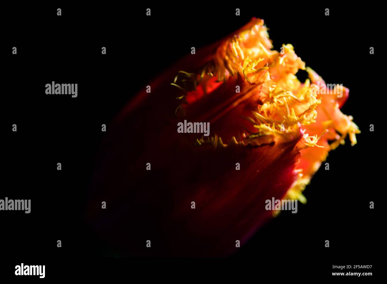 Incredibile tulipano 'pappagallo flaming', carta da parati floreale Foto Stock