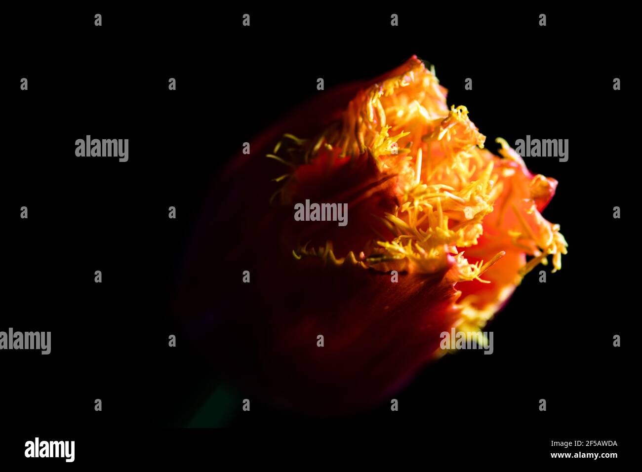 Incredibile tulipano 'pappagallo flaming', carta da parati floreale Foto Stock
