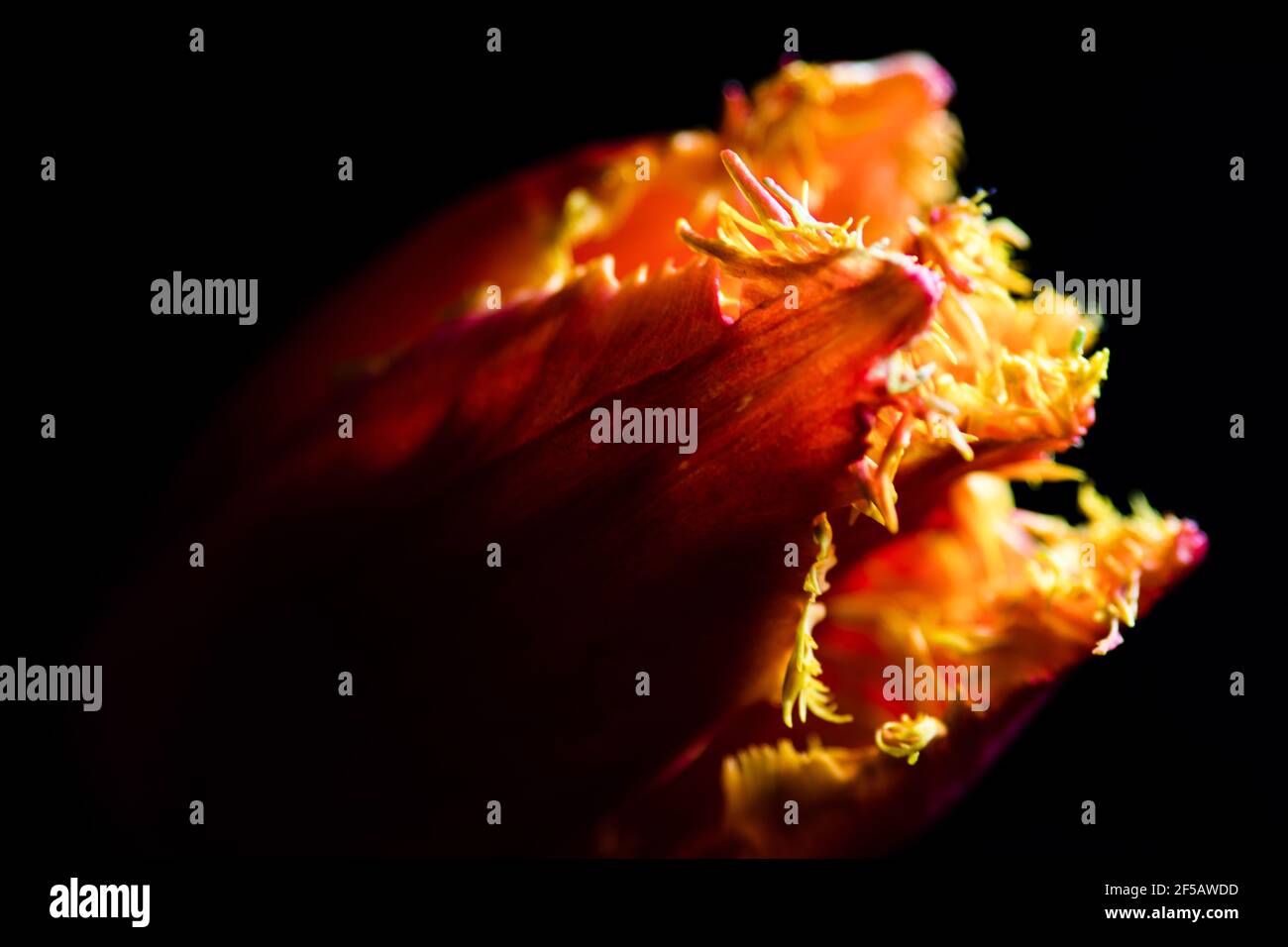 Incredibile tulipano 'pappagallo flaming', carta da parati floreale Foto Stock