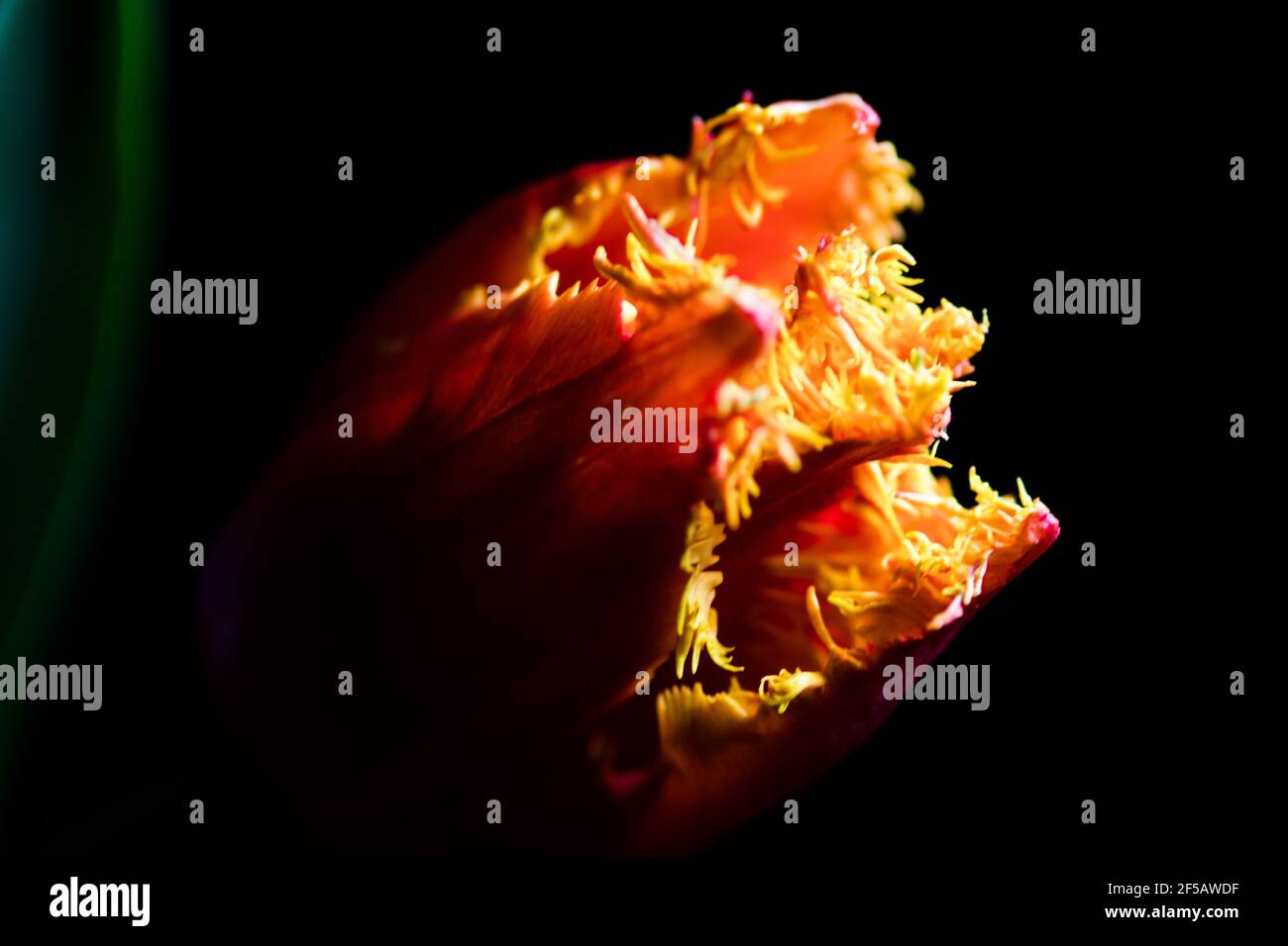 Incredibile tulipano 'pappagallo flaming', carta da parati floreale Foto Stock