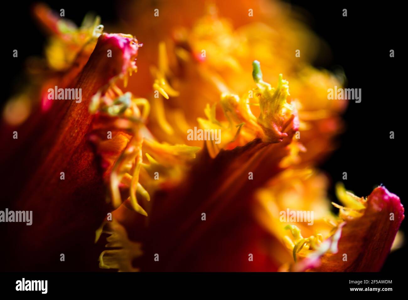 Incredibile tulipano 'pappagallo flaming', carta da parati floreale Foto Stock