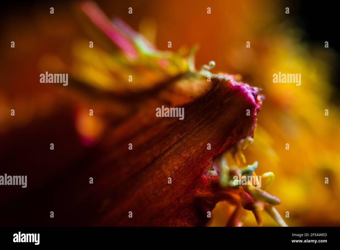 Incredibile tulipano 'pappagallo flaming', carta da parati floreale Foto Stock