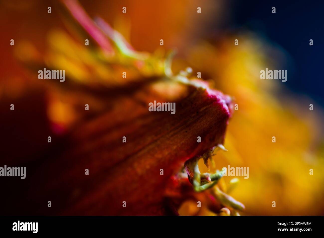 Incredibile tulipano 'pappagallo flaming', carta da parati floreale Foto Stock