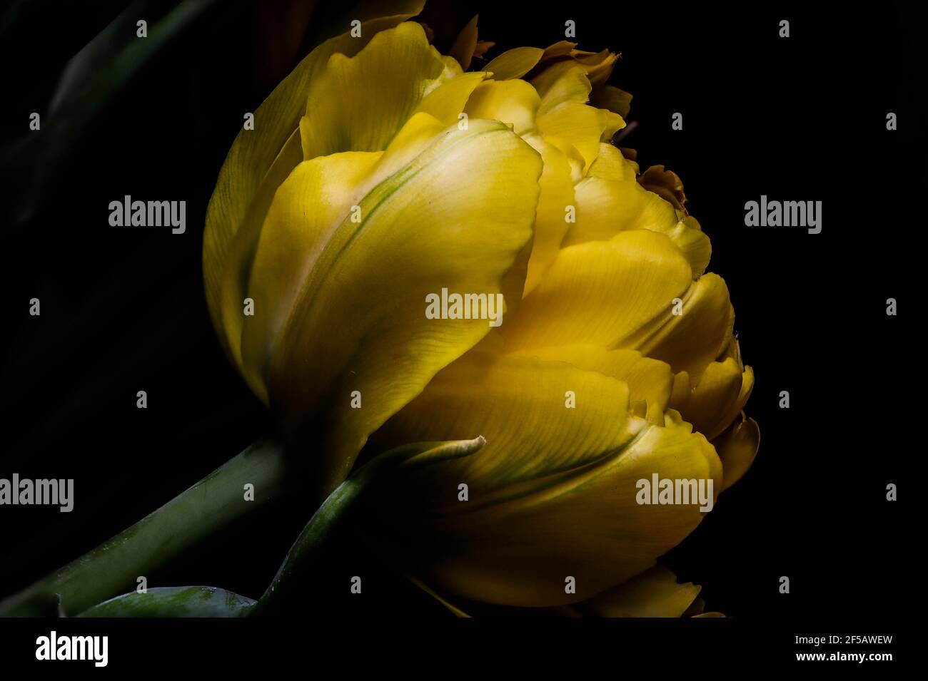 Incredibile tulipano 'pappagallo flaming', carta da parati floreale Foto Stock