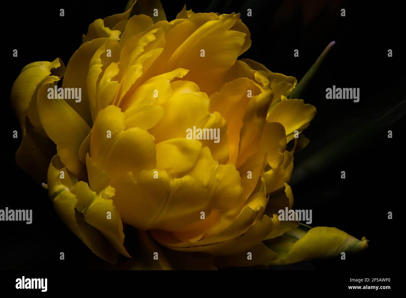 Incredibile tulipano 'pappagallo flaming', carta da parati floreale Foto Stock