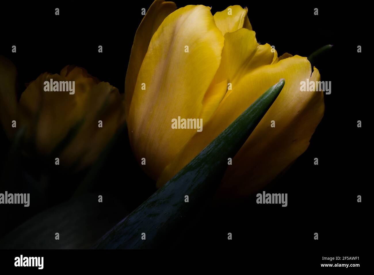 Incredibile tulipano 'pappagallo flaming', carta da parati floreale Foto Stock