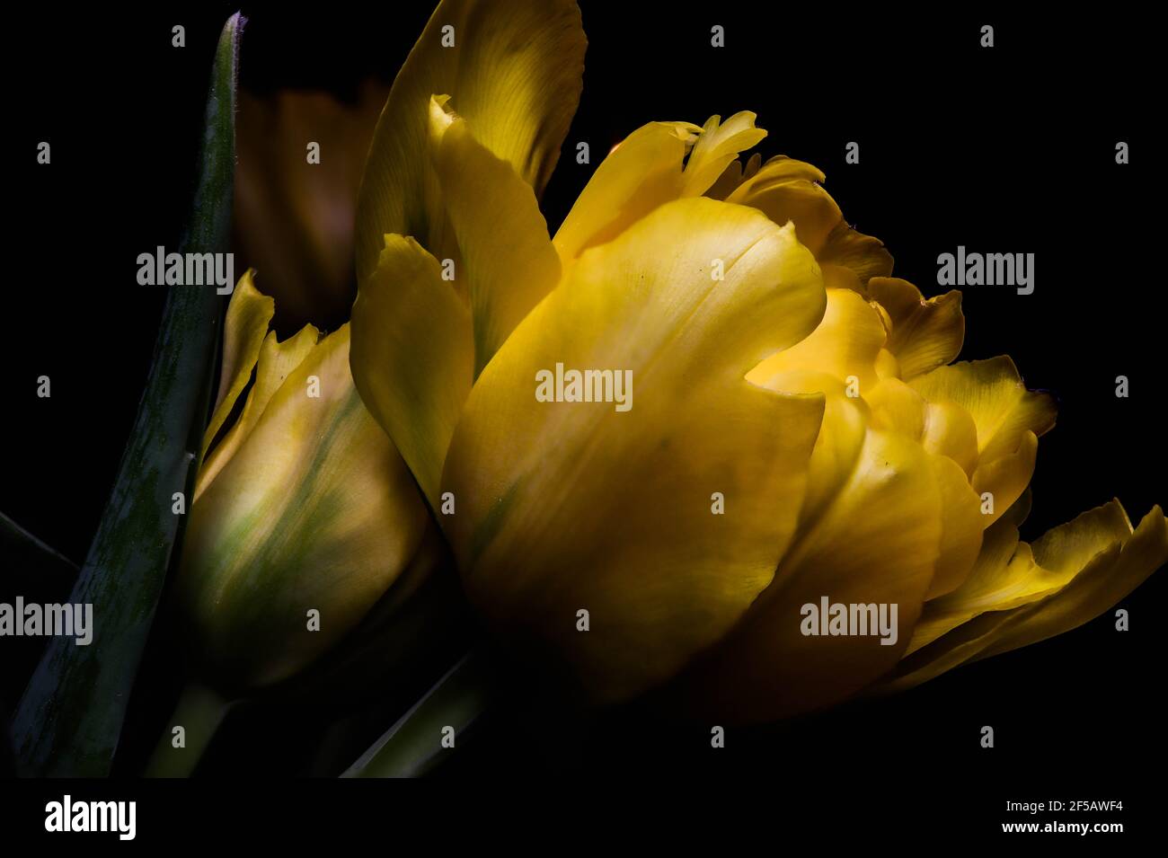 Incredibile tulipano 'pappagallo flaming', carta da parati floreale Foto Stock