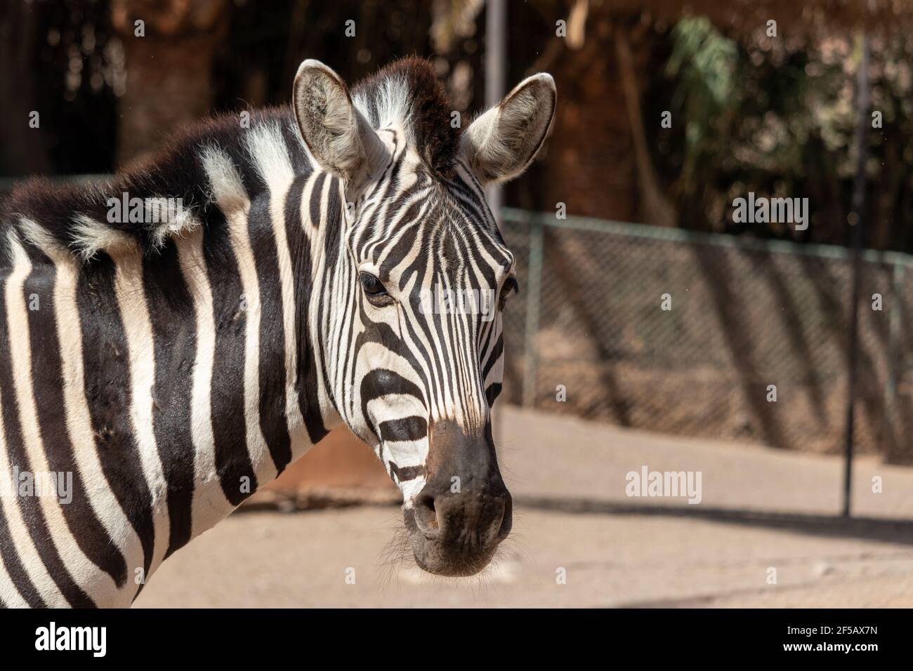 Portait di zebra. Zebra nello zoo. Animale con strisce bianche e nere. Foto della testa di zebra. Foto Stock