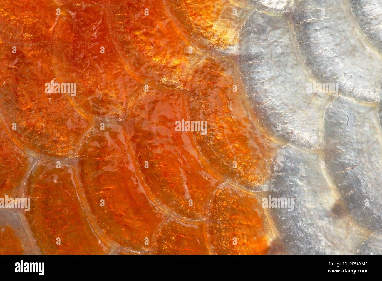 Bilance di pesce Koi Carp FI000055 Foto Stock