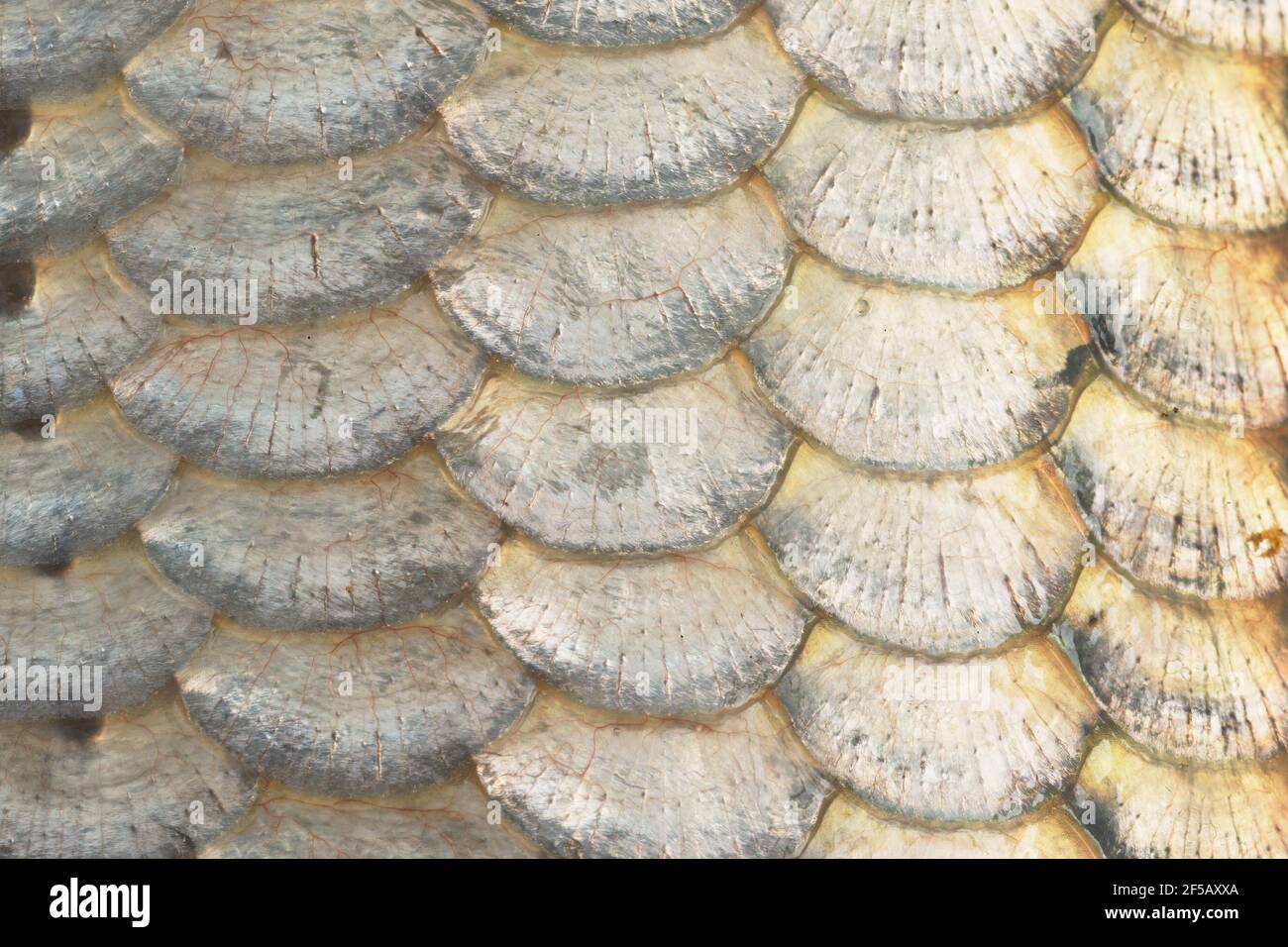 Bilance di pesce Koi Carp FI000057 Foto Stock