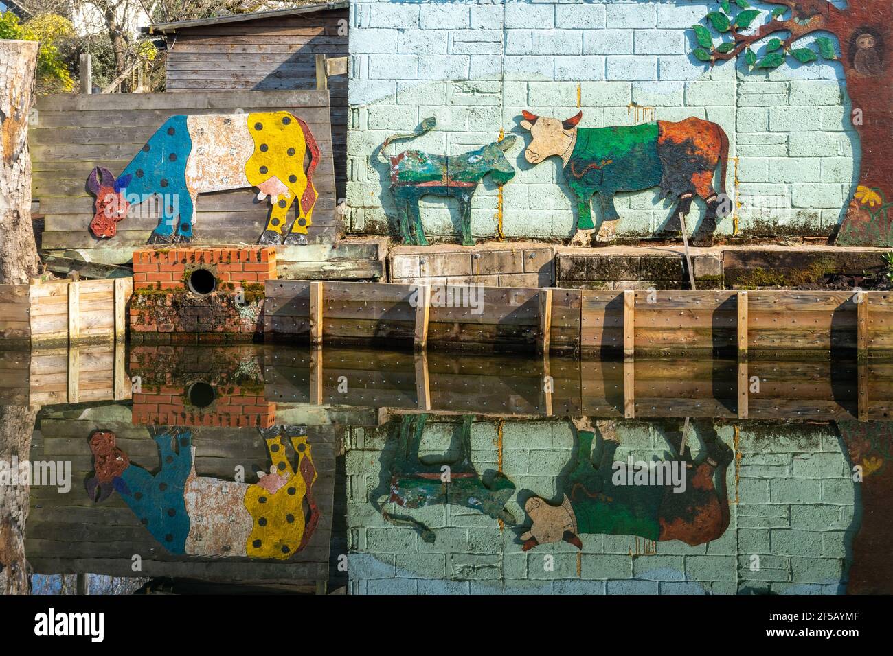 Colorata opera d'arte animale di tre mucche multicolore su un muro riflesso in un canale, Regno Unito Foto Stock