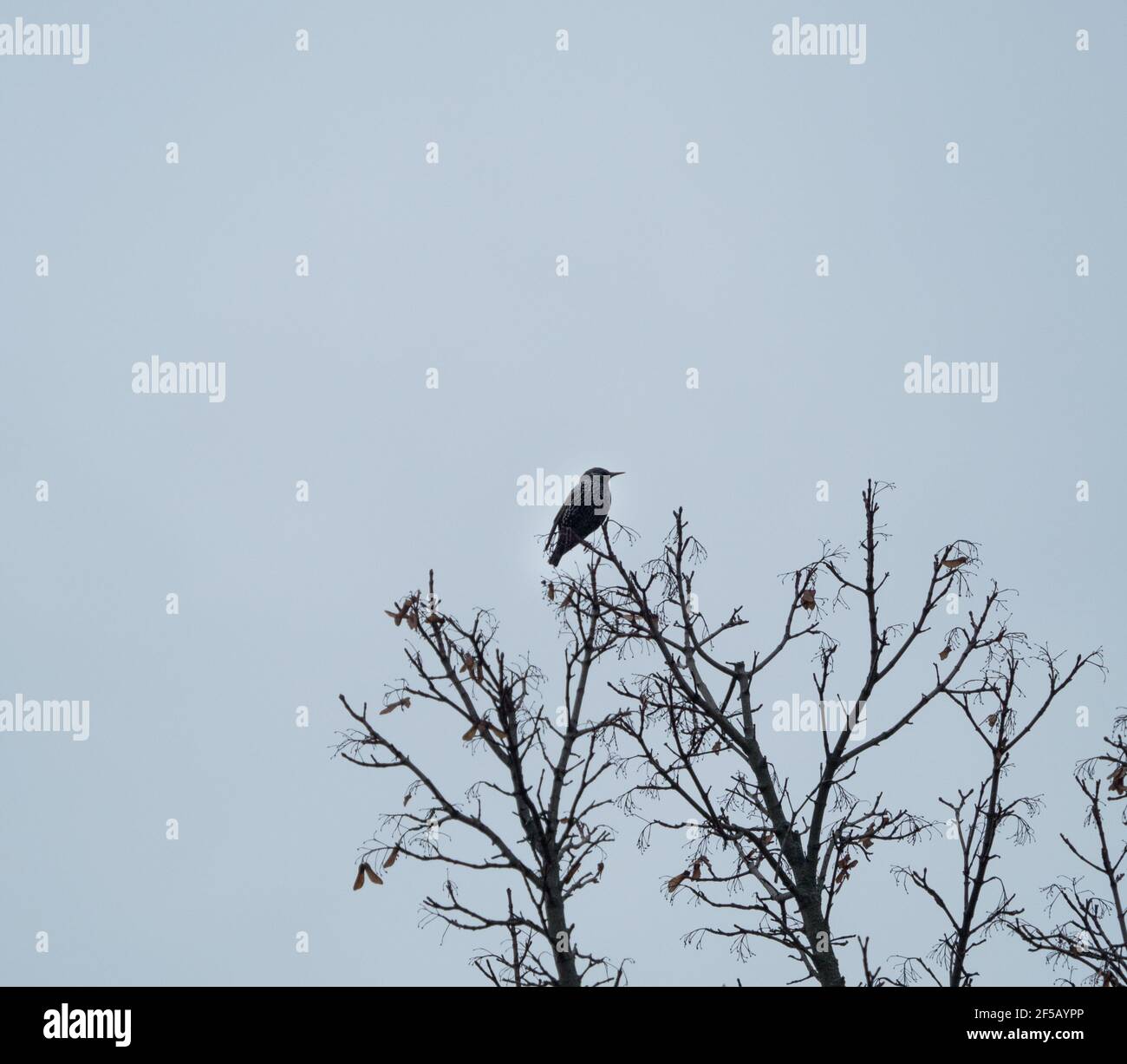 Una stella si siede su un albero sopra di noi in primavera Foto Stock