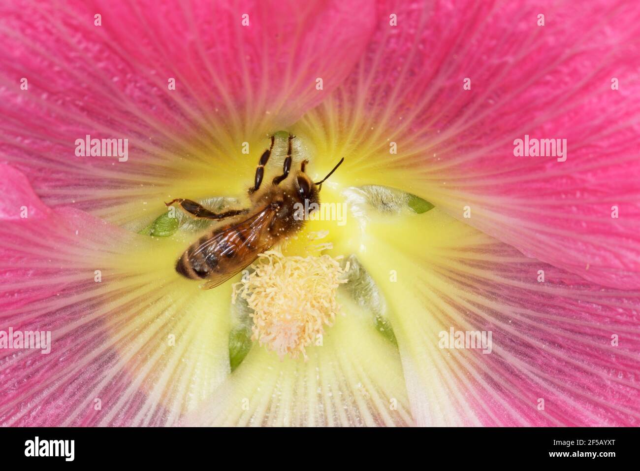 Honeybee - alimentazione su Hollyhock FlowerApiis mellifera Essex, Regno Unito IN001172 Foto Stock