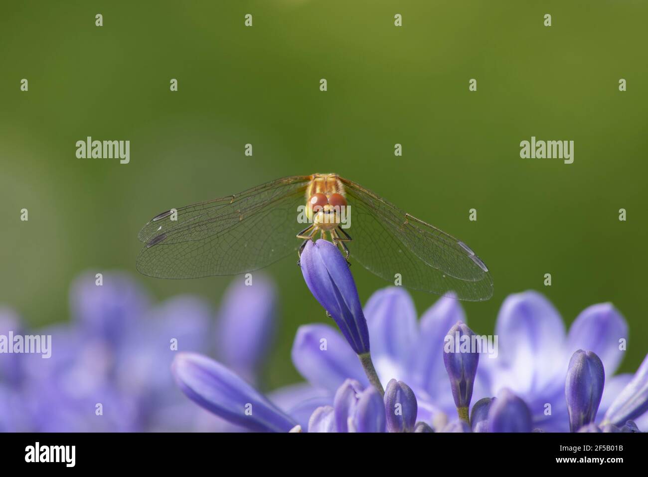 Common Darter Dragonfly - femmina su Agapanthus Flower Sympetrum striolatum Essex, Regno Unito AL001194 Foto Stock