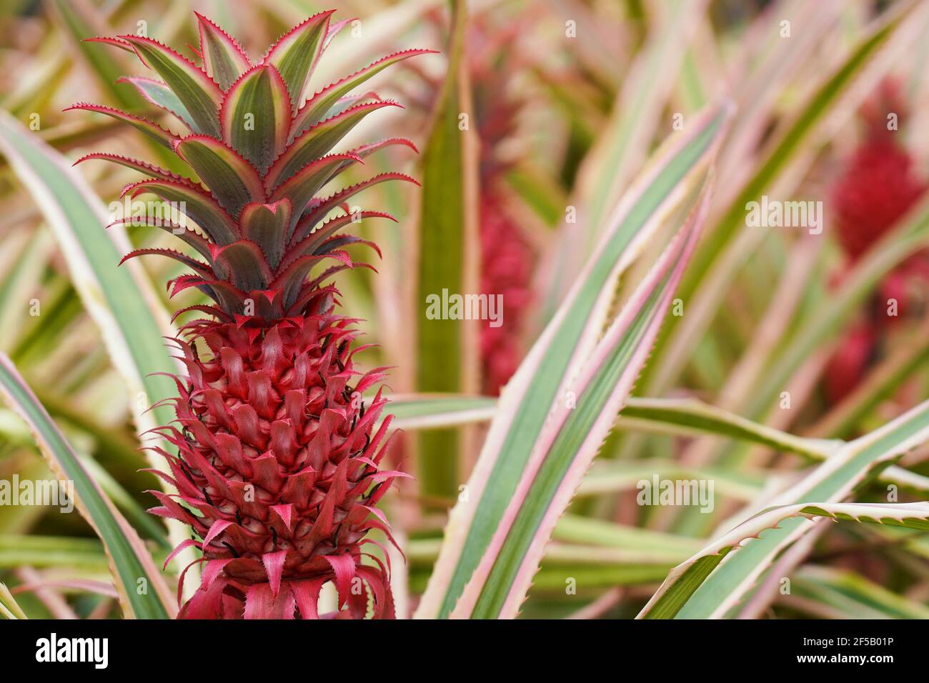 MARTINICA, FRANCIA - ananas rosa coltivato su pianta rosa Foto Stock