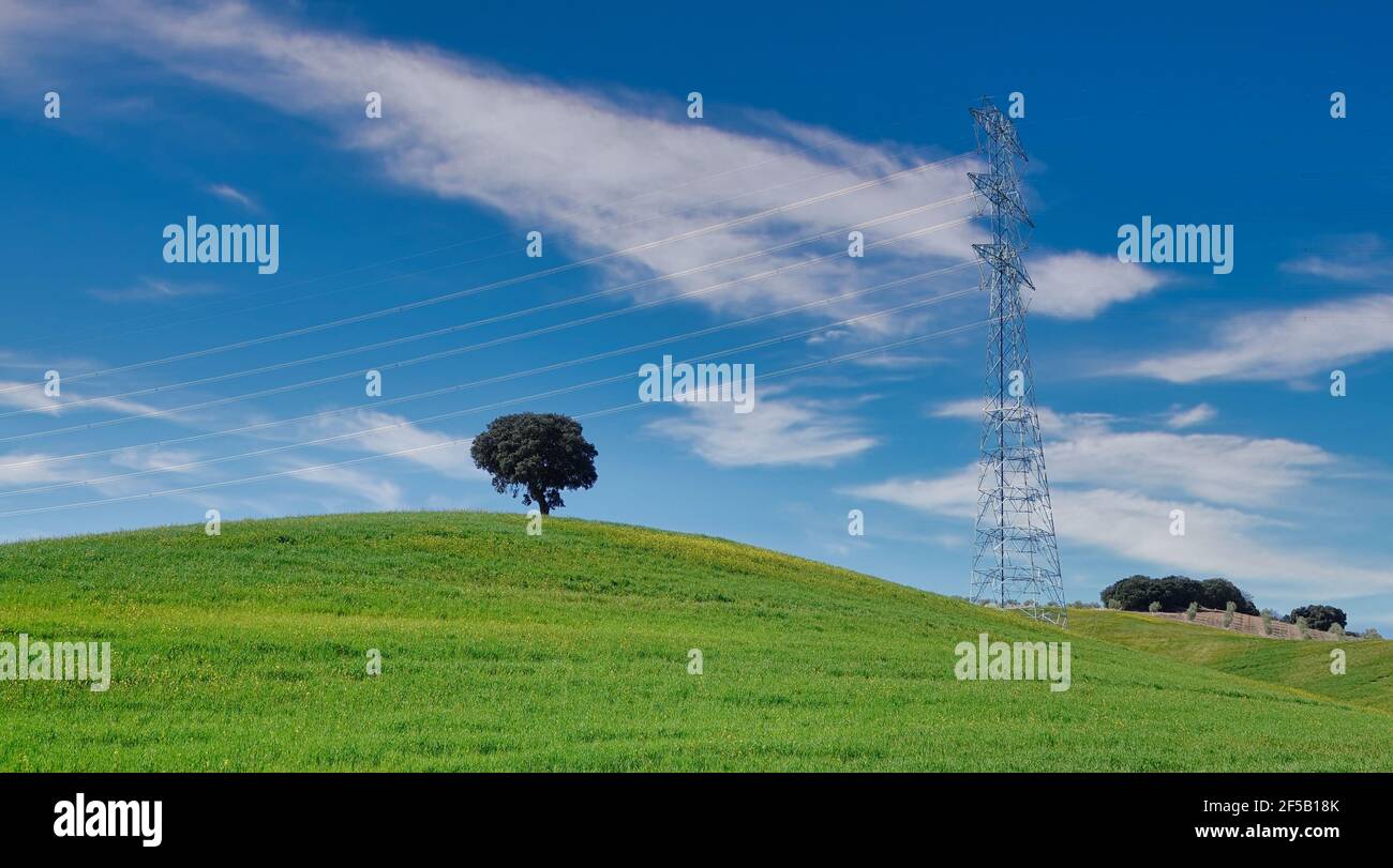 Lecci solitari su una collina verde accanto ad A. grande torre in metallo ad alta tensione sullo sfondo blu cielo Foto Stock