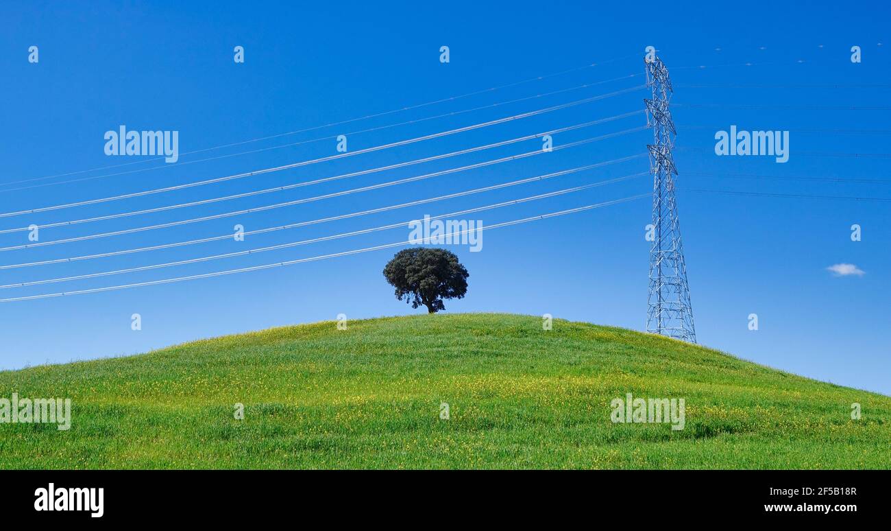 Lecci solitari su una collina verde accanto ad A. grande torre in metallo ad alta tensione sullo sfondo blu cielo Foto Stock