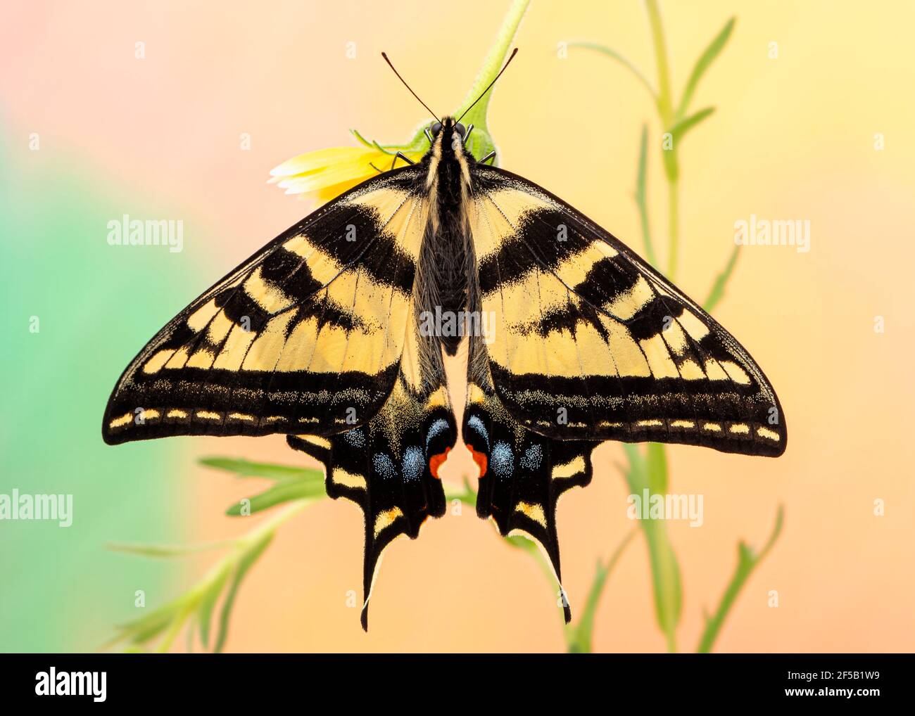 Vista dall'alto di una farfalla a coda di rondine della tigre occidentale (Papilio rutulus) con le ali aperte - su uno sfondo vivace e colorato Foto Stock