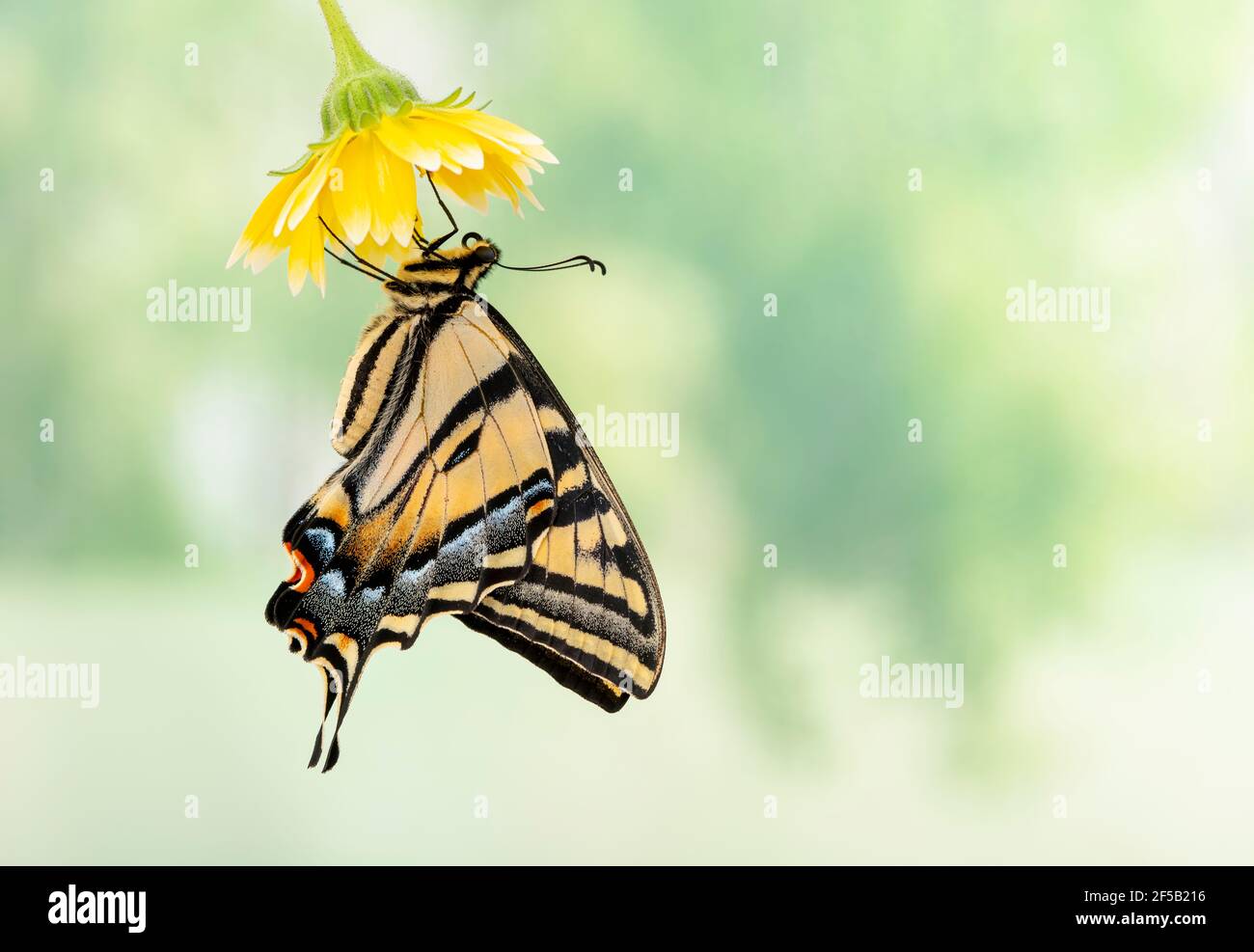 Un Western Tiger coda forcuta (Papilio rutulus) appesi da un fiore giallo - Vista laterale - su un morbido sfondo verde Foto Stock
