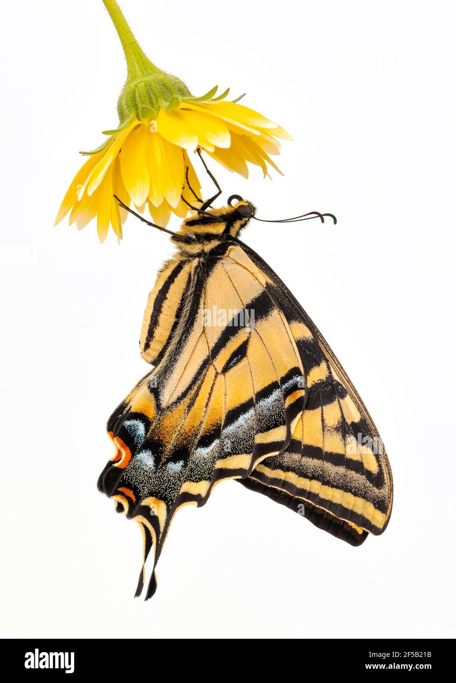 Una coda di rondine della tigre occidentale (Papilio rutulus) appeso da un fiore giallo - vista laterale - sopra uno sfondo bianco chiaro Foto Stock