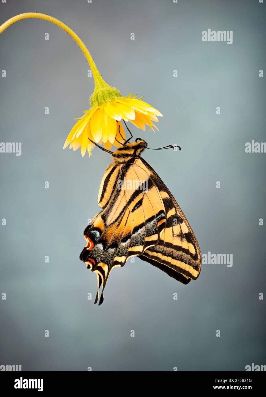 Una coda di rondine della tigre occidentale (Papilio rutulus) appeso da un fiore giallo - vista laterale - sopra uno sfondo grigio blu Foto Stock