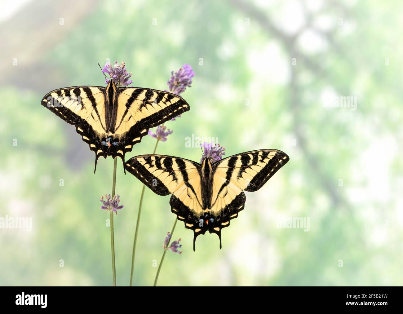 Un paio di Western Tiger Swallowtails (Papilio rutulus) con ali spalancate, affiancate su steli di fiori di lavanda - su sfondo verde Foto Stock