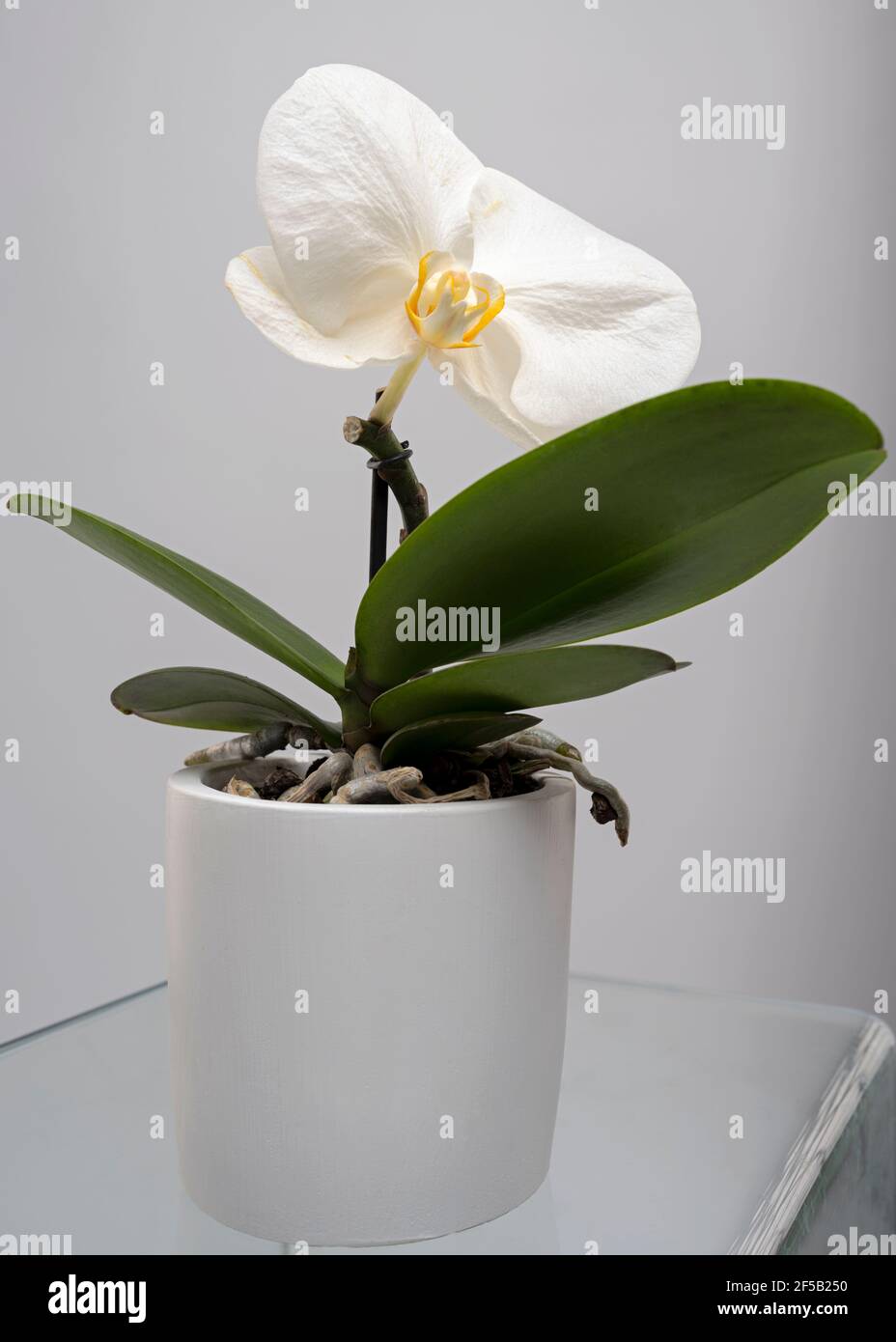 Orchidea in vaso grande falaenopsis su superficie di vetro trasparente Foto  stock - Alamy