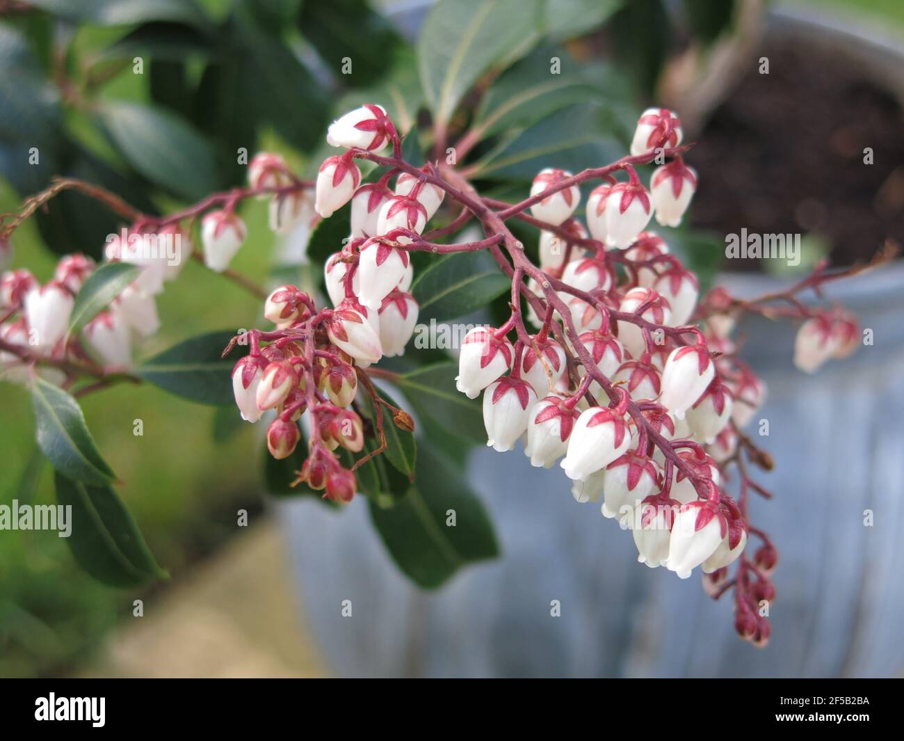 Primo piano di un raceme di Pieris Japonica 'Dorothy Wyckoff' con i suoi fiori bianchi e sinuosi a forma di campana. Foto Stock