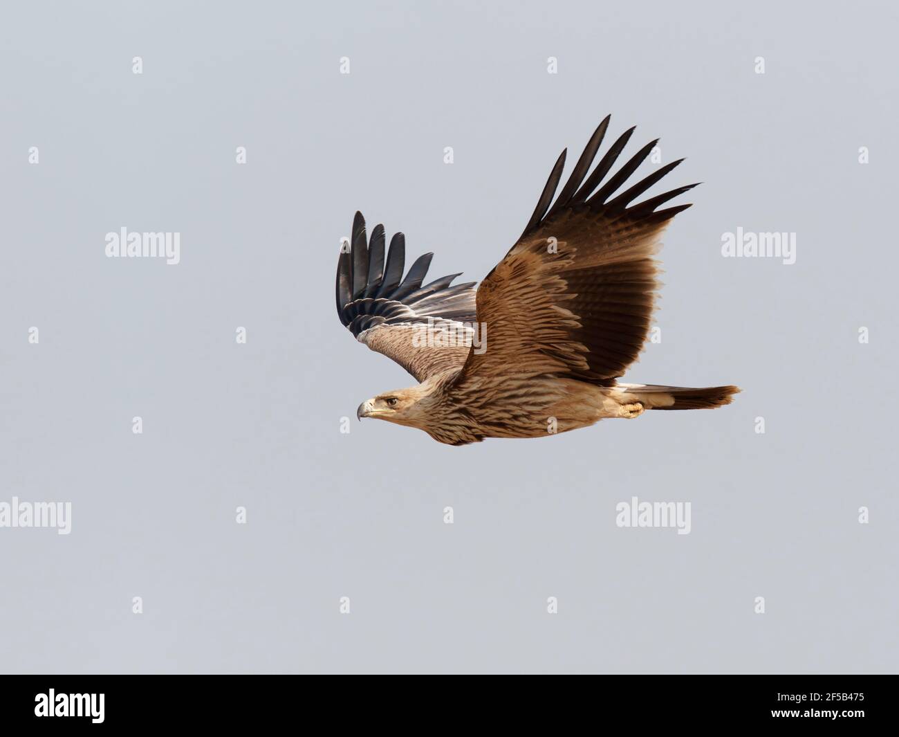 Aquila Imperiale - in volo Aquila heliaca Rajasthan, India BI031956 Foto Stock