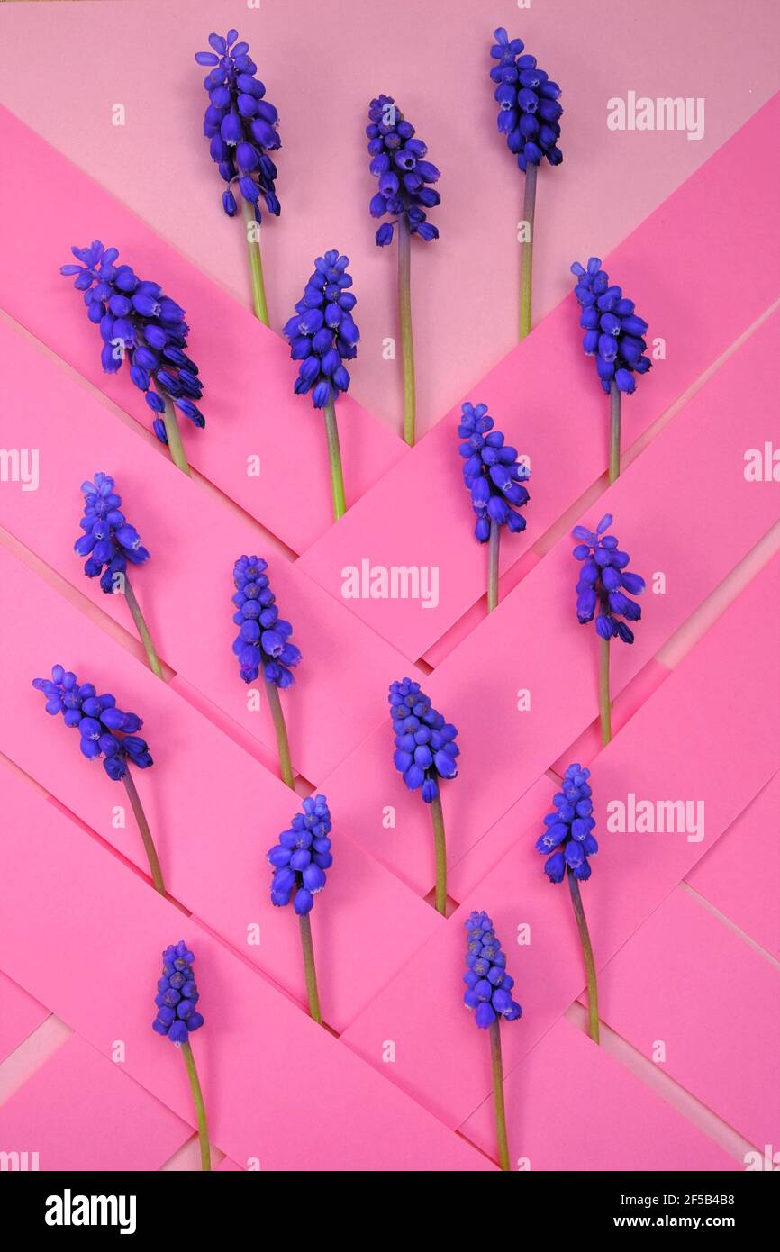 carta dei fiori muscari. Uva giacinto, Muscari armeniacum.Muscari viola su sfondo geometrico a strisce. Motivo floreale. Primavera flowers.Beautiful Foto Stock