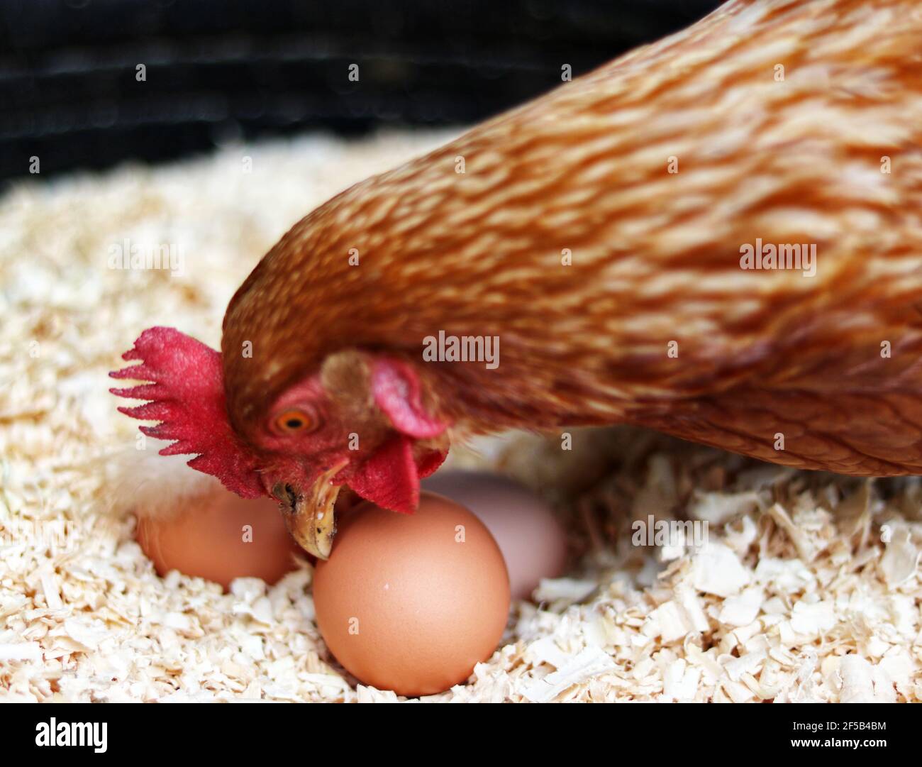 gallina con le uova Foto Stock
