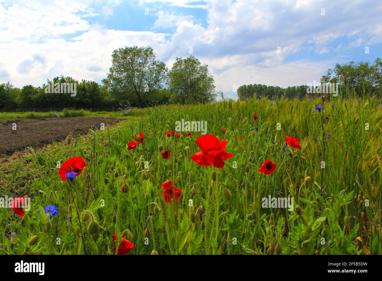 un paesaggio rurale con un margine di campo con papaveri rossi e fiori di mais lungo i campi della campagna in zelanda, paesi bassi in primavera Foto Stock