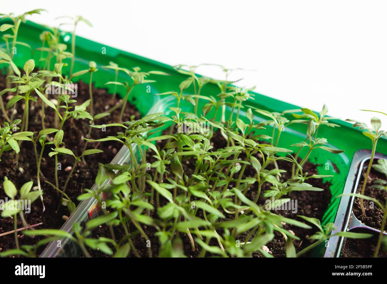 Piantine crescono in scatole di plastica verde, primo piano Foto Stock