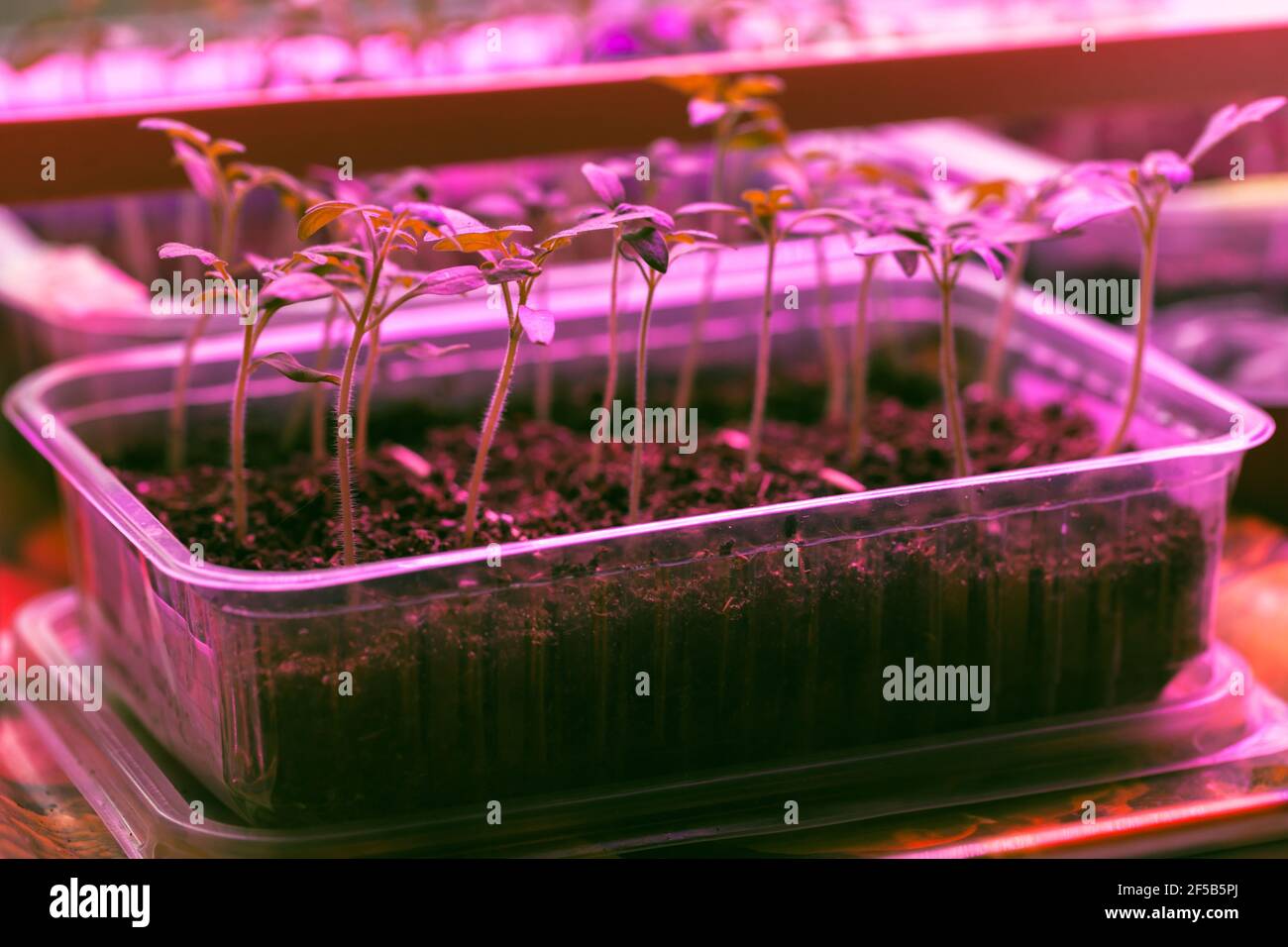Piantine crescono in scatola di plastica sotto lampada fitofarmacena a spettro pieno. Agricoltura interna Foto Stock