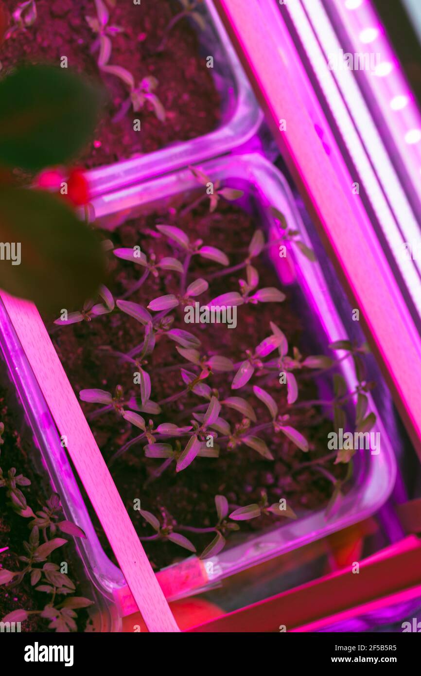 Le piantine di pomodoro crescono in scatole di plastica sotto l'illuminazione della lampada fitofarmacina. Vista dall'alto. Agricoltura interna Foto Stock